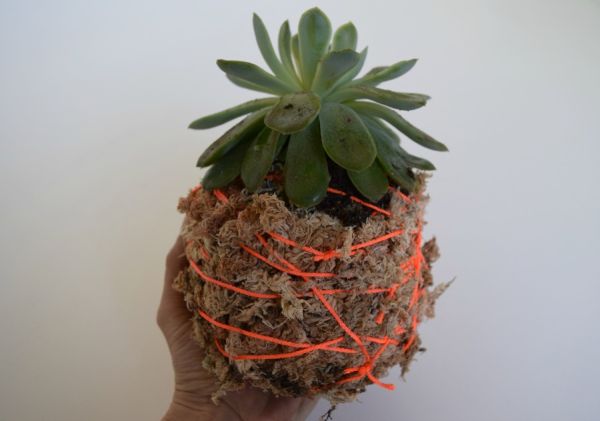 Moss ball-hanging pot