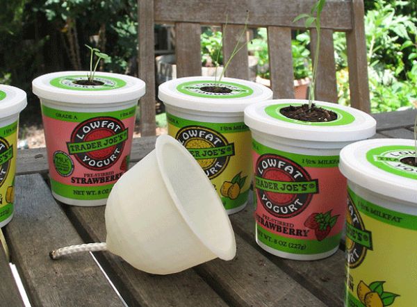 Yoghurt container planters