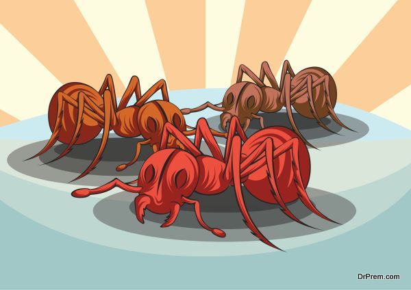 ant-invasion-1