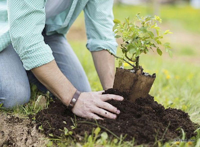 Planting-the-tree-deep-inside