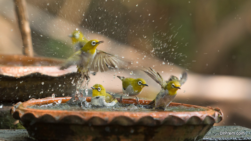 Bird bath ideas