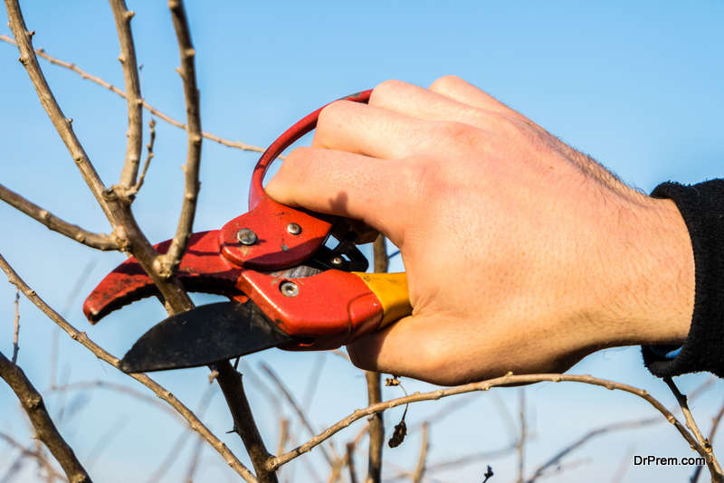 Pruning with pruning shears