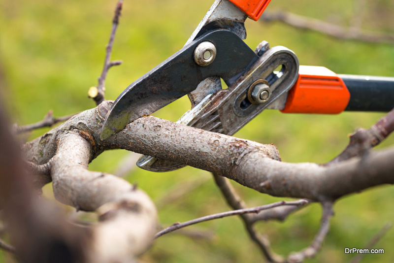 Tree pruning